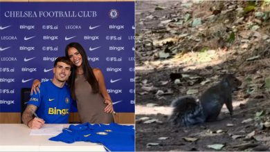 Photo of “A sulmojnë ketrat?”/ Partnerja e lojtarit të ri të Chelsea-t vendoset përballë situatës së sikletshme, i kërkon ndihmë… ChatGPT-së