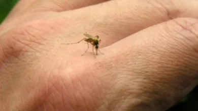 Photo of Ethet e Nilit në Korçë, ISHP në terren pas konfirmimit të rastit të parë në Shqipëri. Hetime dhe depistim për parandalimin e infektimeve