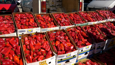 Photo of Arrihet marrëveshje për çmimin e specit të ajvarit! 40 den/kg për klasin e parë, 30 denarë për klasin e parë-dytë