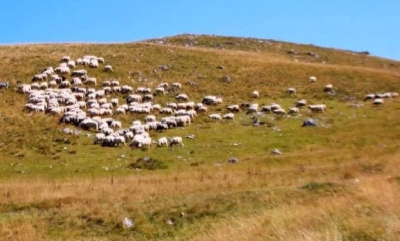 Vaksinat për linë e dhenve në pritje  AUV kërkon ndihmë nga BE ja dhe Turqia