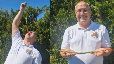 Photo of 52 centimetra i gjatë, ky është speci djegës që theu rekordin botëror