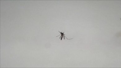 Photo of Virusi “Ethet e Nilit” mbërrin në Shqipëri! Ja ku u shënua rasti i parë
