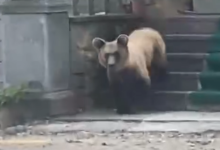 Photo of Ariu futet në objektin e shenjtë në Devoll, shkatërron çfarë i del përpara (VIDEO)