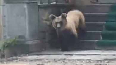 Photo of Ariu futet në objektin e shenjtë në Devoll, shkatërron çfarë i del përpara (VIDEO)