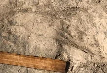 Photo of Zbulim i rrallë në Kenia: Gjurmët 1.4 milionë vjeçare zbulojnë sa të mëdhenj ishin të afërmit e lashtë të njeriut