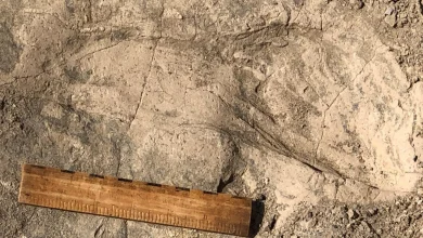 Photo of Zbulim i rrallë në Kenia: Gjurmët 1.4 milionë vjeçare zbulojnë sa të mëdhenj ishin të afërmit e lashtë të njeriut