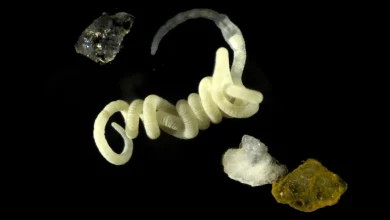 Photo of Kafshët mund të kenë ngrënë bioplastikën e natyrës për qindra milionë vjet