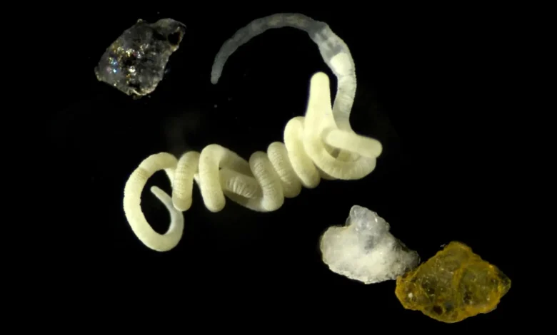 Kafshët mund të kenë ngrënë bioplastikën e natyrës për qindra milionë vjet