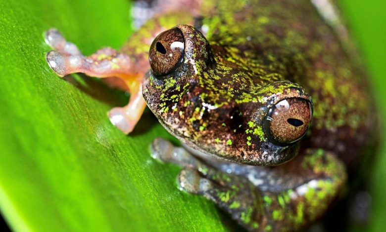Në Kosta Rika zbulohen specie të reja bretkosash në plantacionet e kafesë