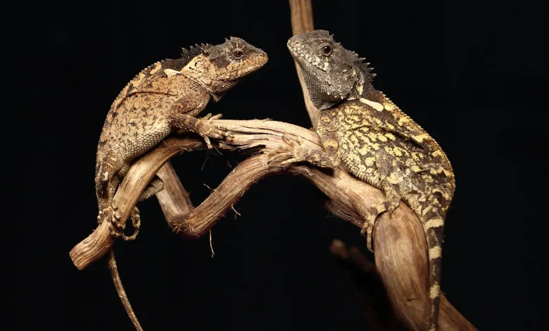 Zbulohet një  dragua  i vërtetë në Tajlandë  merr emrin e Syrax nga  House of the Dragon 