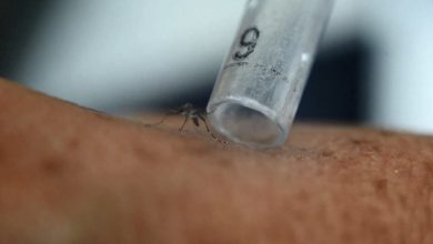 Photo of U diagnostikua me Ethet e Nilit në Korçë/ ISHP: I moshuari u infektua nga mushkonjat në vend. Nis dezinsektimi i zonës