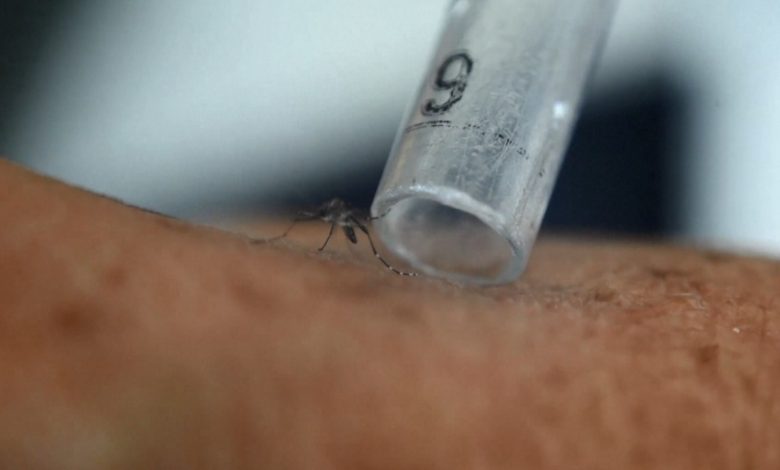 U diagnostikua me Ethet e Nilit në Korçë  ISHP  I moshuari u infektua nga mushkonjat në vend  Nis dezinsektimi i zonës