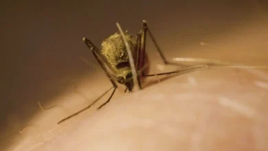 Photo of Kanalet, varrezat dhe gropa septike si faktorë rreziku për përhapjen e mushkonjave