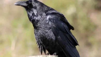Photo of Zogjtë e ngordhur në Shkup ngrenë alarmin për Ethet e Nilit Perëndimor