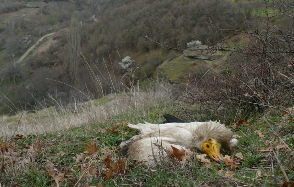 Në AUV për katër ditë më shumë se 130 raportime për shpendë të ngordhura