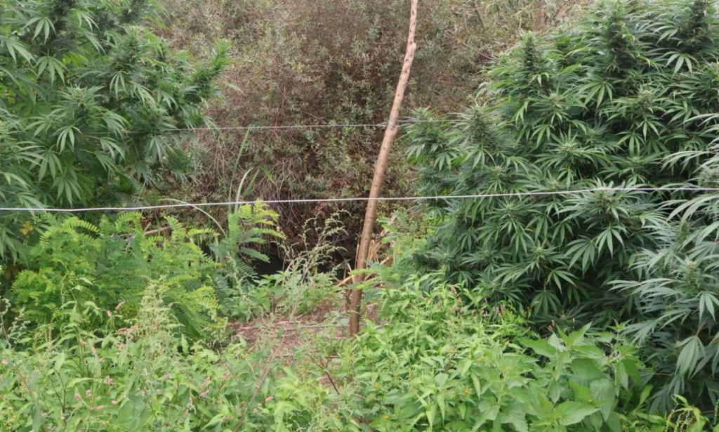 Policia e Maqedonisë zbulon plantacion të paligjshëm kanabisi  arrestohen dy persona