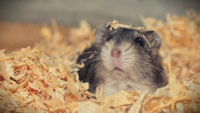 Photo of Vrau 30 brejtës në një hotel dhe regjistroi veprimet e tij, arrestohet vrasësi serial i hamsterëve
