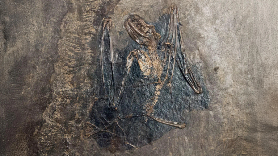 Lakuriqët e natës mund të kenë evoluar për herë të parë në Evropë 65 milionë vjet më parë