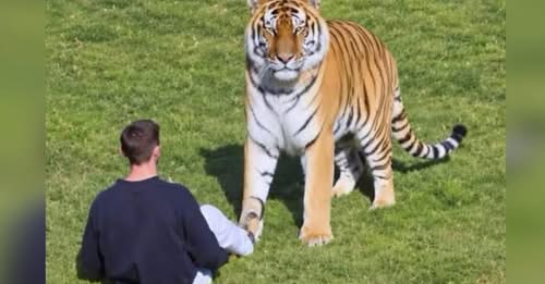 Angli  I riu kapërcen rrethimin e kopështit zoologjik dhe gjunjëzohet para tigrit siberian  kafsha 190 kilogramëshe e shqyen për vdekje   VIDEO 