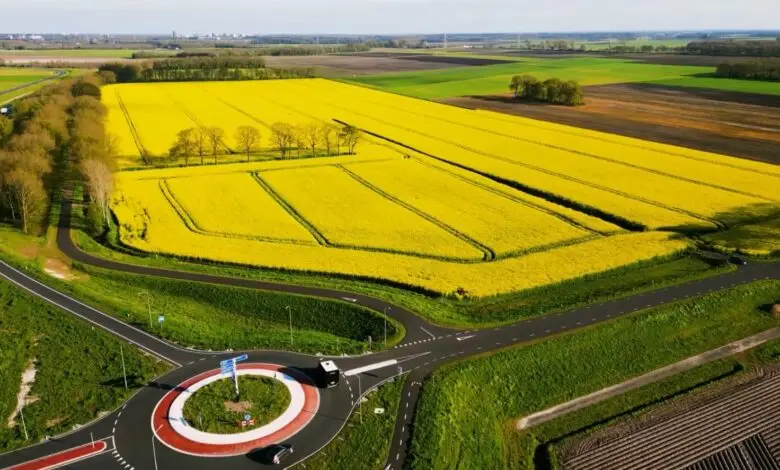 Klima po ndryshon bujqësinë  Holanda nis kultivimin e orizit