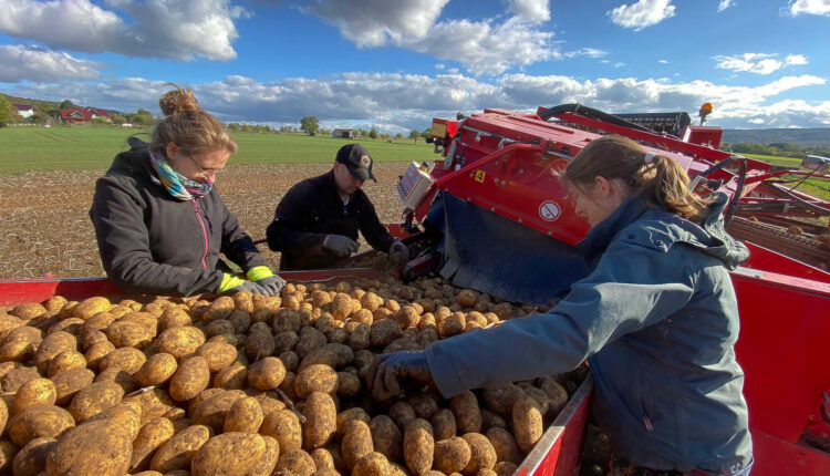 Zvicrës i mungojnë 130 mijë tonë patate  pritet rritje e çmimeve