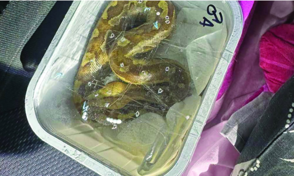 Dogana ndalon kontrabandën e gjarpërinjve  Mes tyre edhe specie helmuese