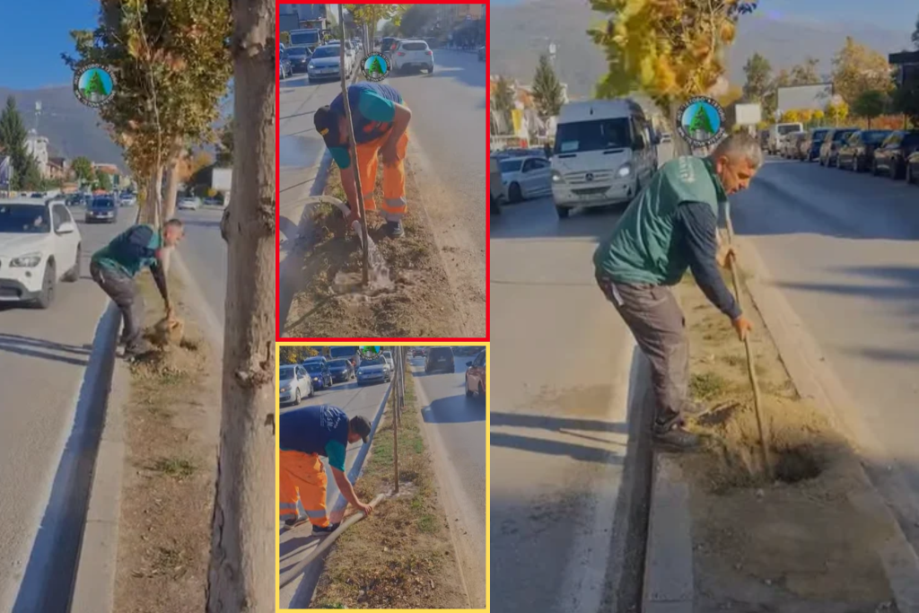 NPK Tetova vazhdon zëvendësimin e drunjëve të dëmtuar në bulevartet e Tetovës  FOTO VIDEO 